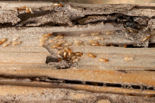 Pest Prevention Services in Lattingtown, NY